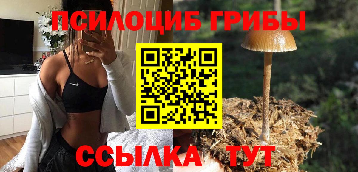 дарнет шоп  Кизилюрт  Псилоцибиновые грибы MAGIC MUSHROOMS 